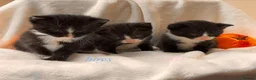 Mixed Breed cats for sale: Half Scottish adorable cuties 🩷🩵 - Advert 3