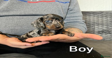 Miniature Dachshund dogs Miniature Dachshund  - Advert 12