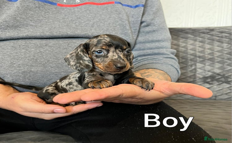 Miniature Dachshund dogs Miniature Dachshund  - Advert 1