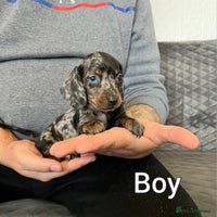 Miniature Dachshund dogs Miniature Dachshund - Advert 12