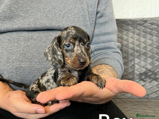 Miniature Dachshund dogs Miniature Dachshund - Advert 1