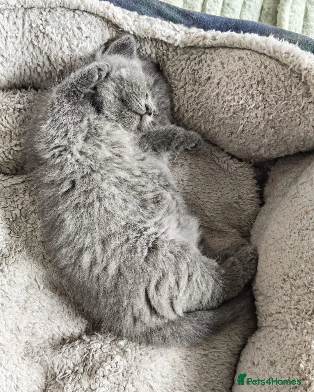 British Shorthair cats for sale: 2 Beautiful BSH Ready to Leave - GCCF Registered - Advert 12