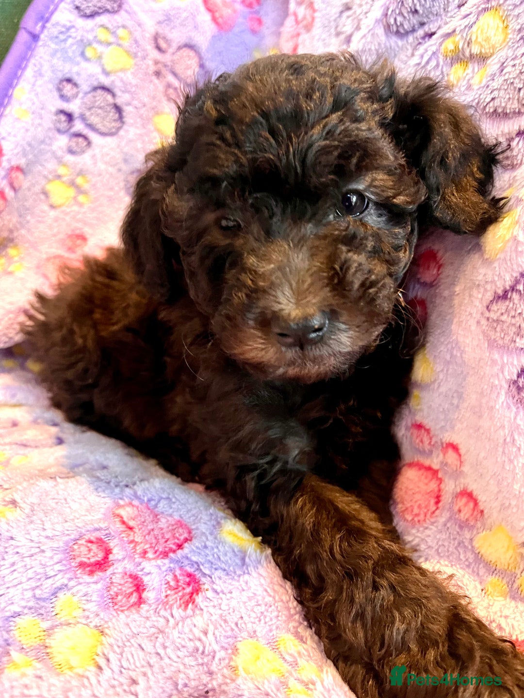 Australian Labradoodle dogs for sale: Home raised, DNA tested, Australian Labradoodles - Advert 18