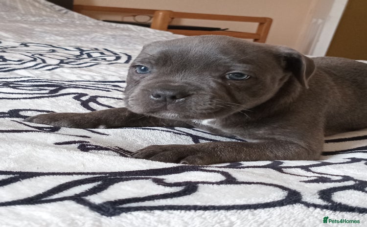 Staffordshire Bull Terrier dogs - Advert 3