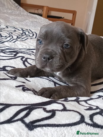 Staffordshire Bull Terrier dogs - Advert 2