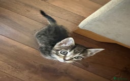 Mixed Breed cats for sale: 2 female snowshoe cross kittens - Image 5