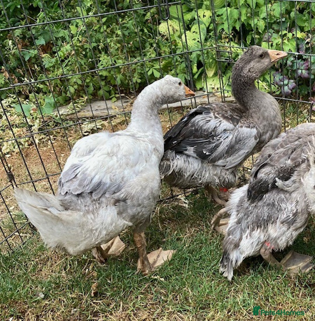 Geese poultry for sale: Sebastapol Toulouse Gosling  Geese - Image 4