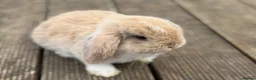 Mini Lop rabbits for sale: Three cute mini lops. - Advert 8