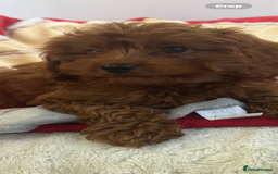 Cavapoo dogs for sale: Cavapoo BOY pup ready now ⭐️⭐️⭐️ - Image 1