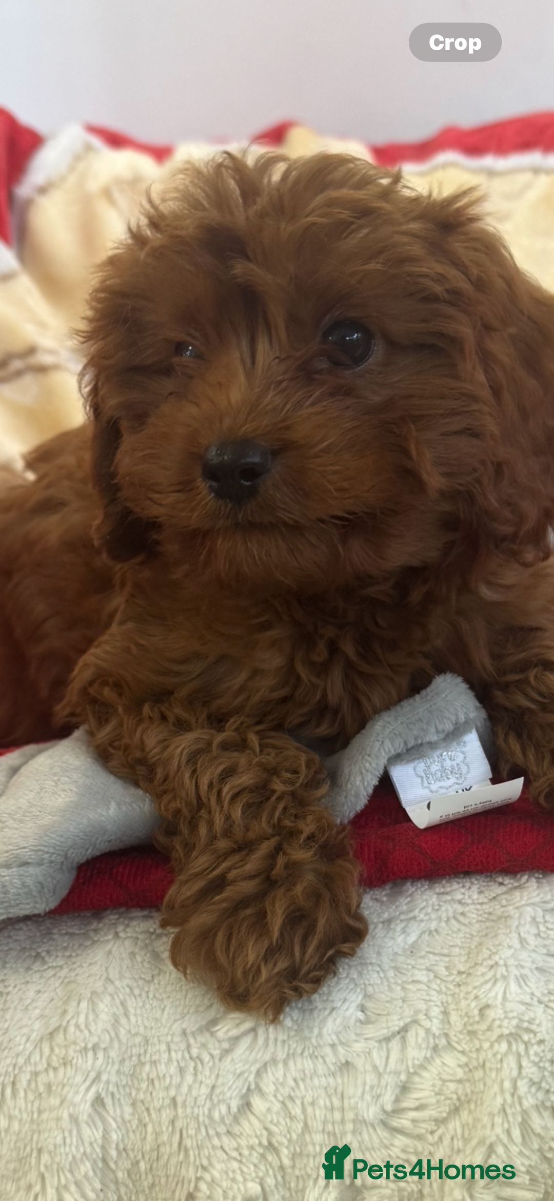 Cavapoo dogs for sale: Cavapoo BOY pup ready now ⭐️⭐️⭐️ - Image 1