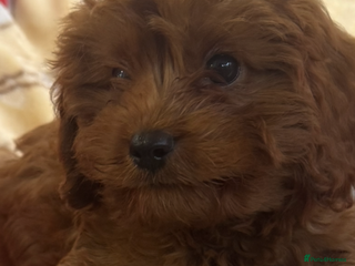 Cavapoo dogs - Advert 8