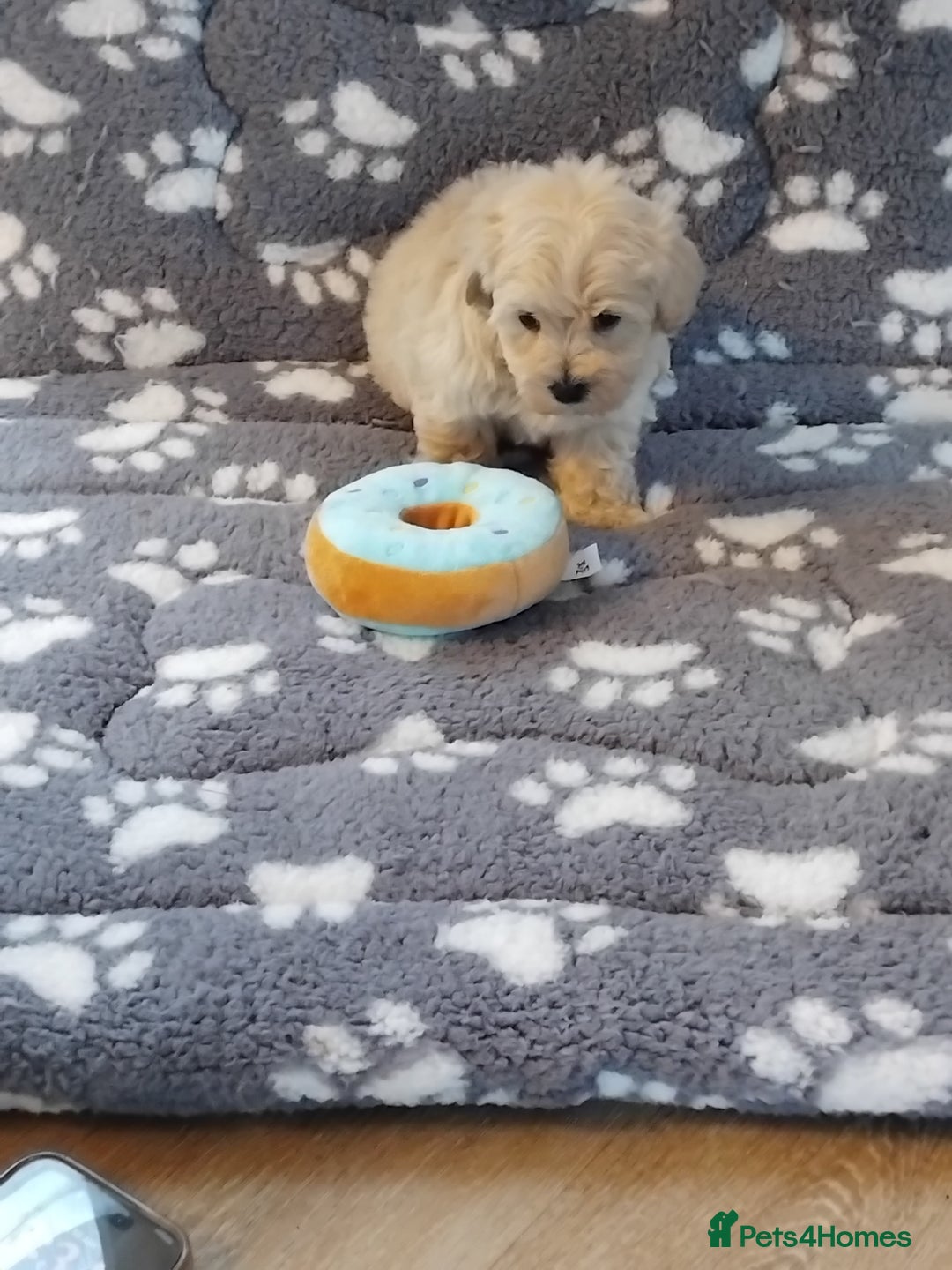 Maltipoo dogs for sale: Maltipoo puppies  - Advert 5