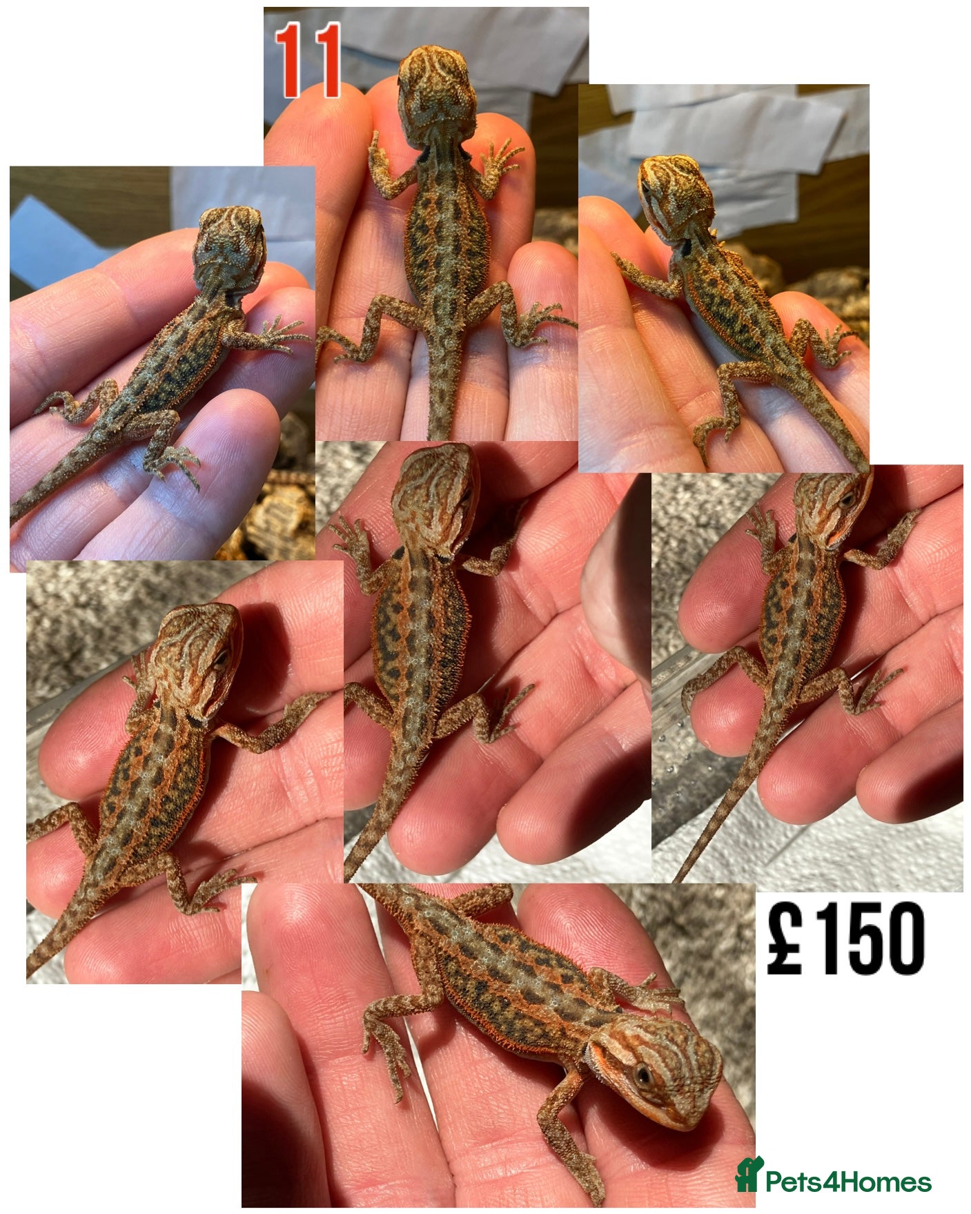 Bearded Dragon reptiles for sale: Baby Bearded Dragons For Sale! - Advert 21