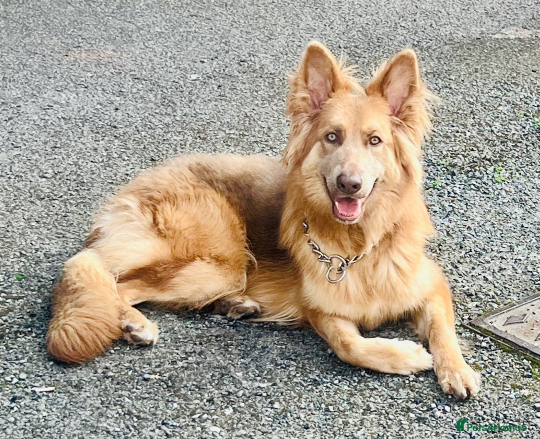 German Shepherd dogs for sale: 🏆quality KC registered long haired GSD pups🏆 - Image 7