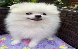 Pomeranian dogs for sale: Pom bears looking for loving homes❤️ - Image 13