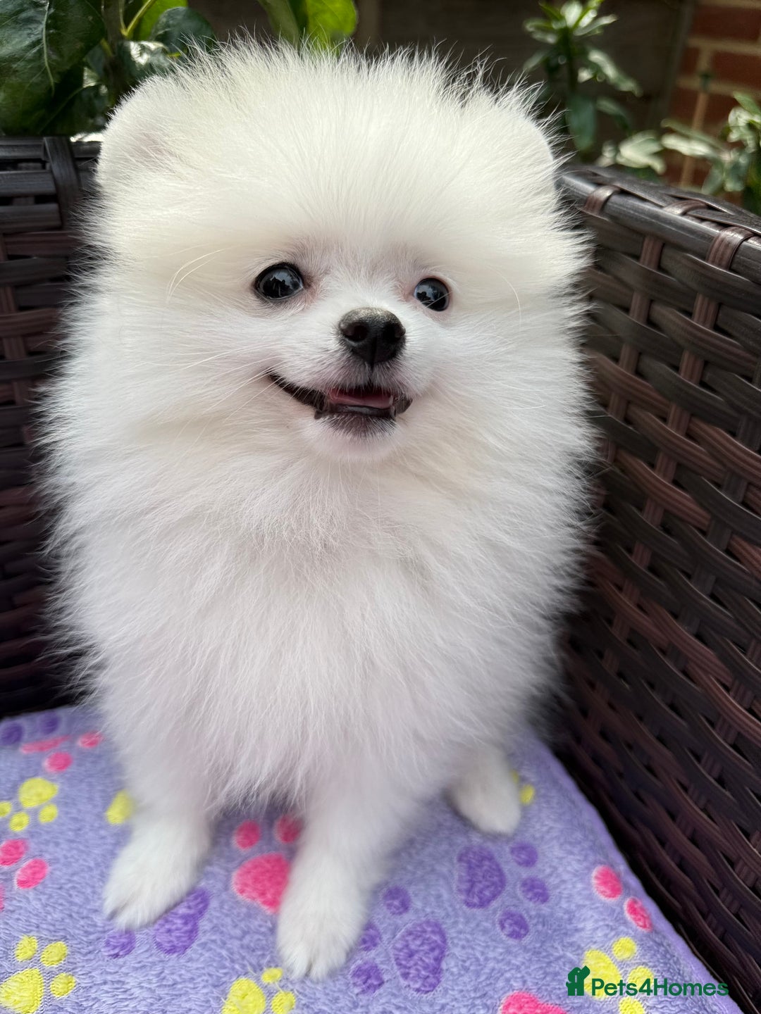 Pomeranian dogs for sale: Pom bears looking for loving homes❤️ - Image 13