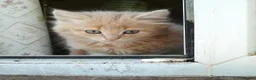 Mixed Breed cats for sale: ONLY ONE AMAZING, BEAUTIFUL, CLEVER, KITTEN LEFT - Advert 10