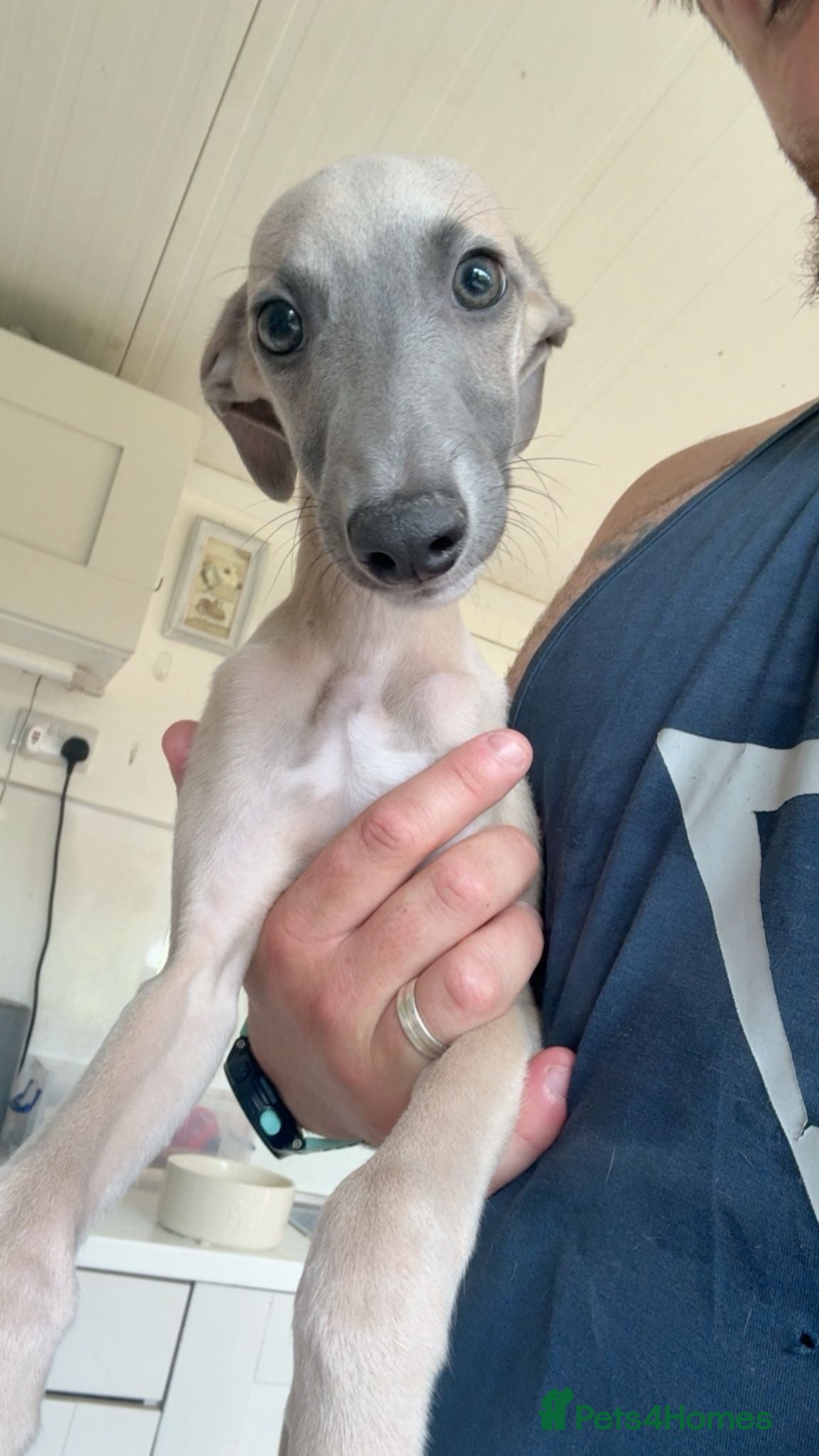 Whippet dogs Kennel club registered whippets  - Advert 1