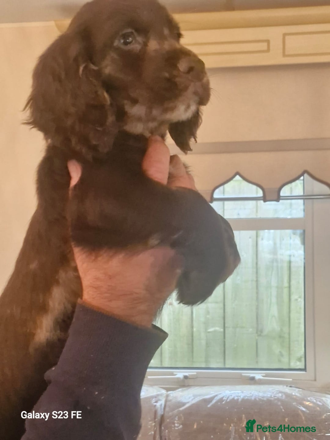 Cocker Spaniel dogs for sale: Cocker Spaniel puppies  - Image 5