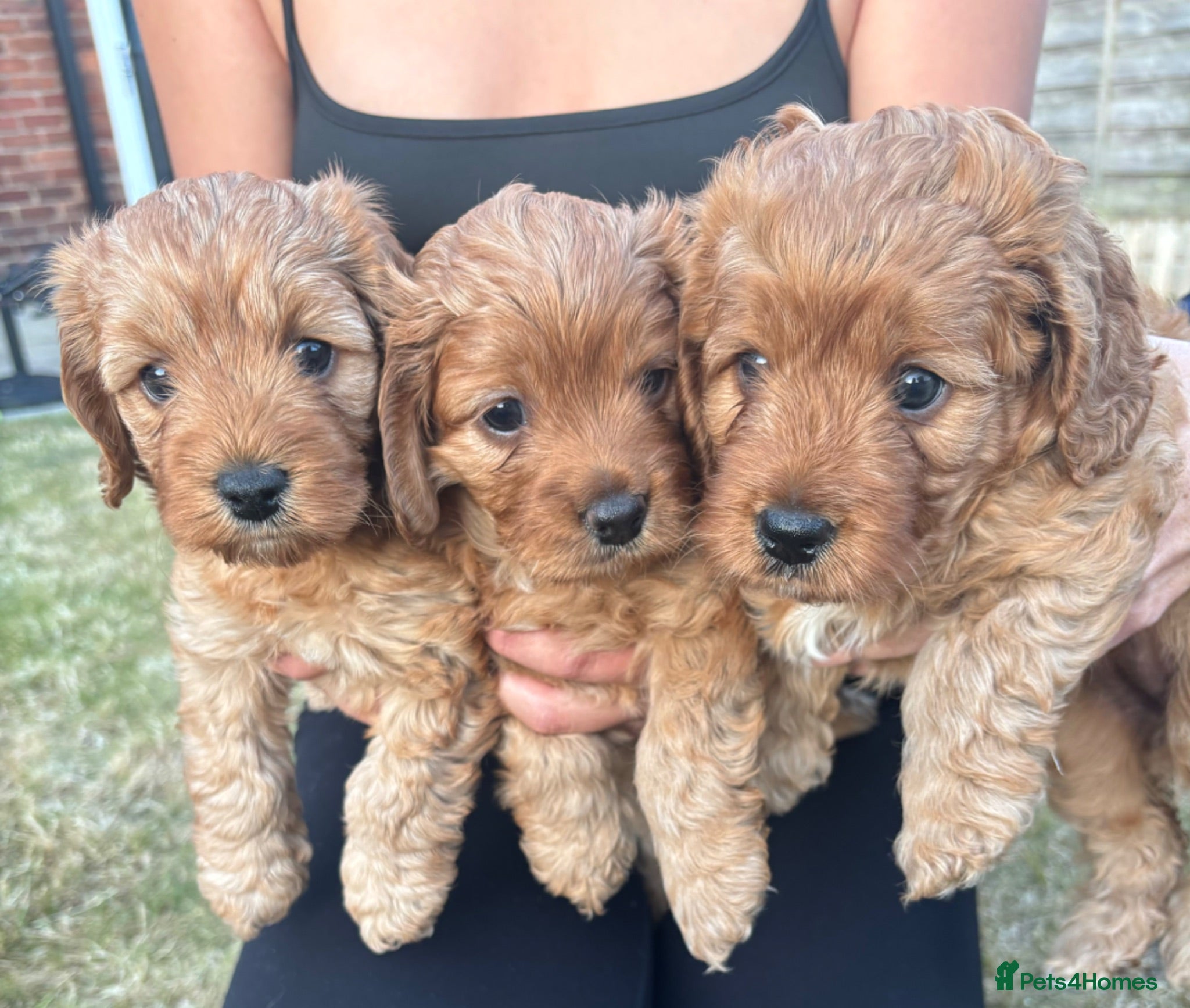 Cockapoo dogs BEAUTIFUL RED TOY COCKAPOOS! - Advert 1