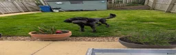 Goldendoodle dogs for sale: A puppy looking for a forever home in Glasgow - Advert 2