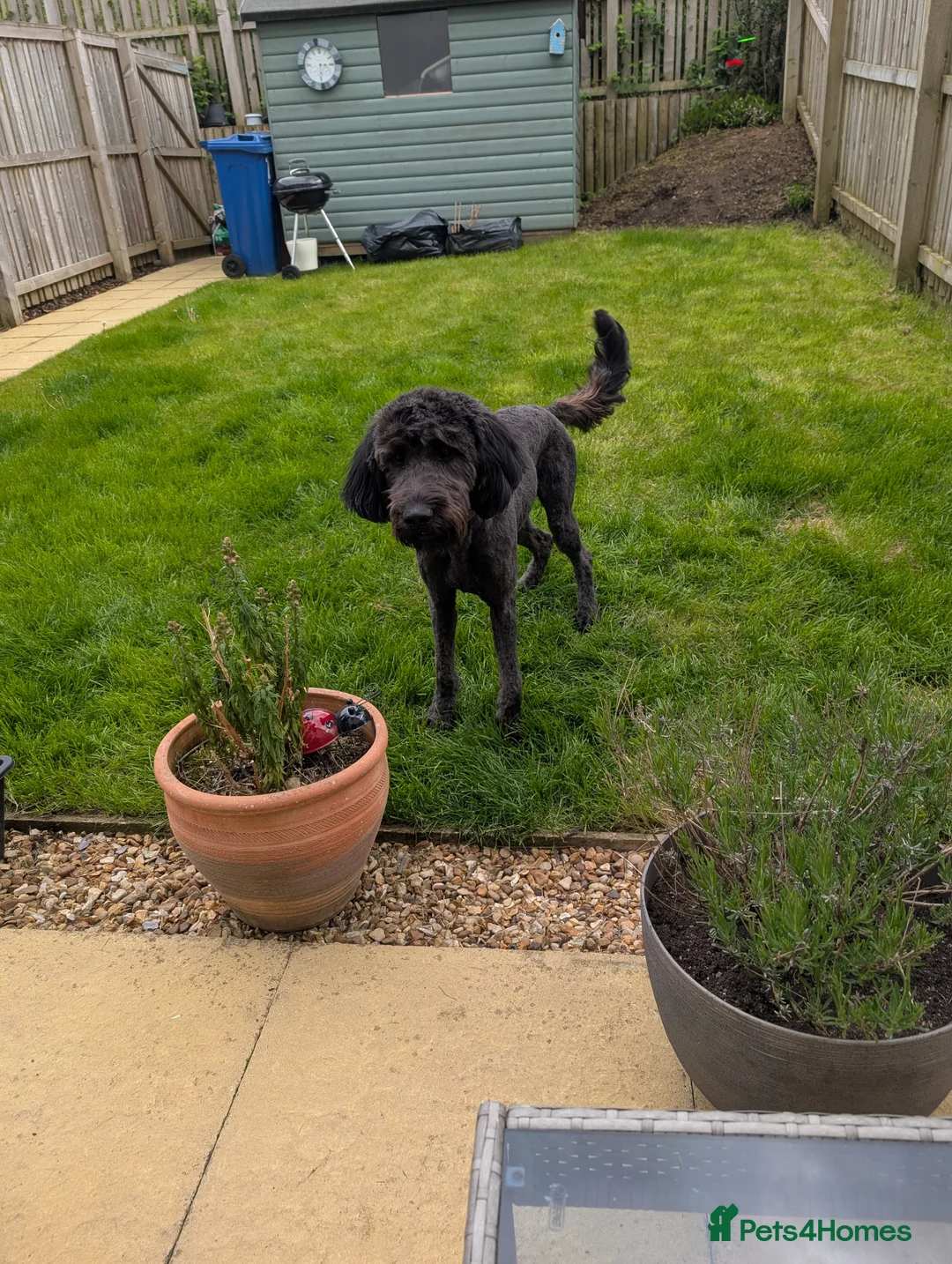 Goldendoodle dogs for sale: A puppy looking for a forever home in Glasgow - Advert 2