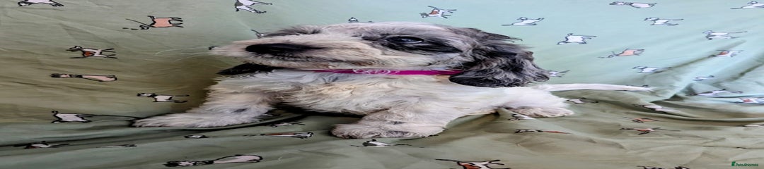 PINK COLLAR