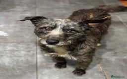 Mixed Breed dogs for adoption: Special Sissy needs her home! - Image 5