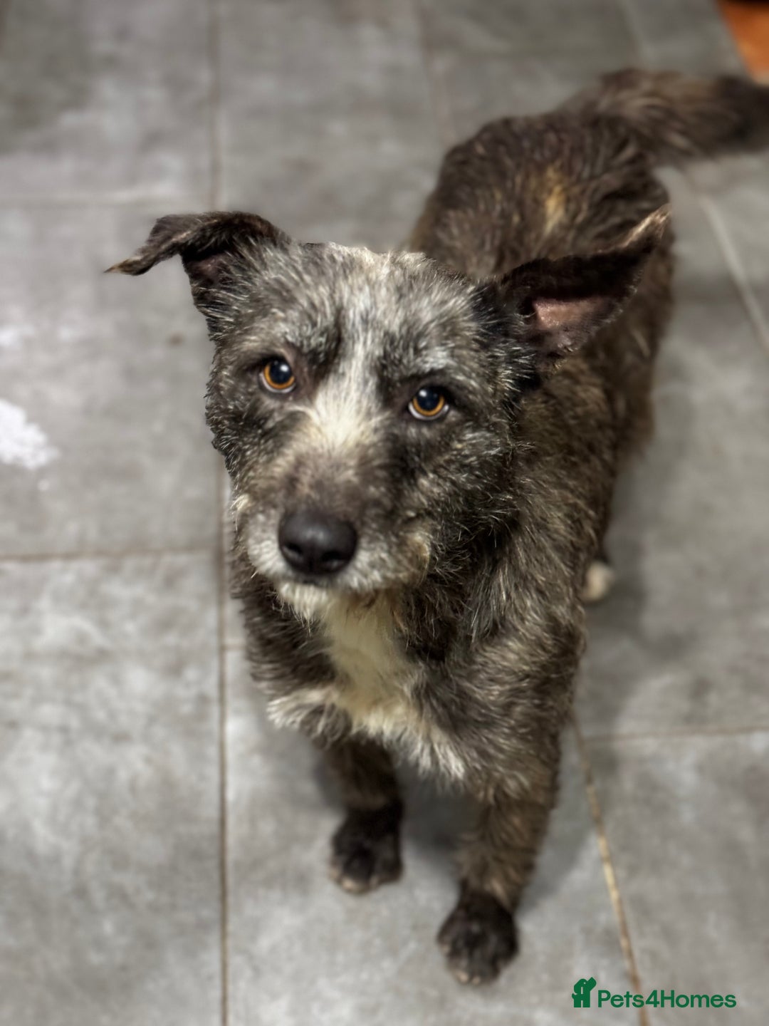 Mixed Breed dogs for adoption: Special Sissy needs her home! - Image 5