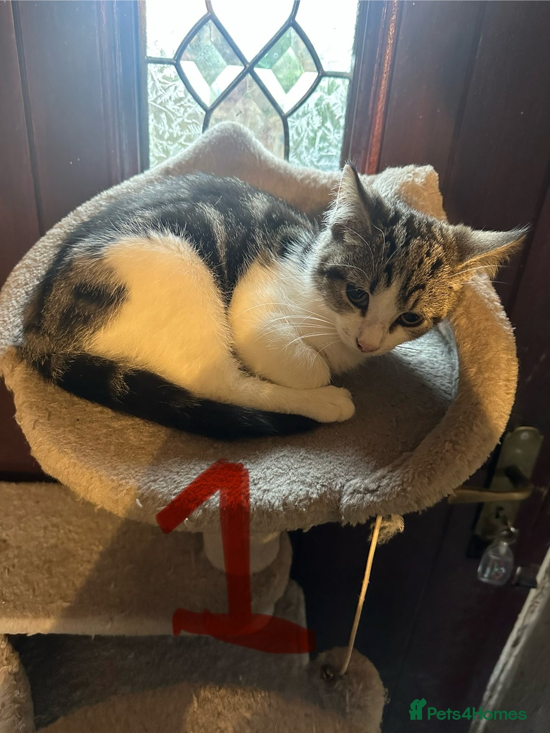 Mixed Breed cats for sale: Kittens for sale - Image 4
