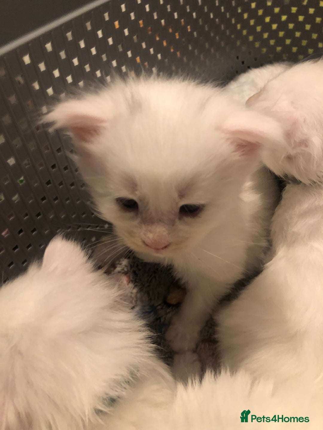 Maine Coon cats for sale: White Maine Coon GCCF - Image 37