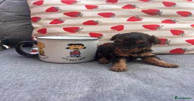 Toy Poodle dogs - Advert 14