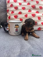 Toy Poodle dogs - Advert 14