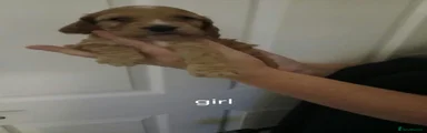 Cockapoo 9
