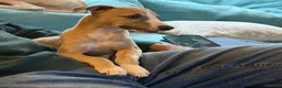 Whippet dogs for sale: Crufts winning parents - Advert 14