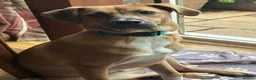 Mixed Breed dogs for adoption: Georgie Porgie 💙 in Dorchester - Advert 9