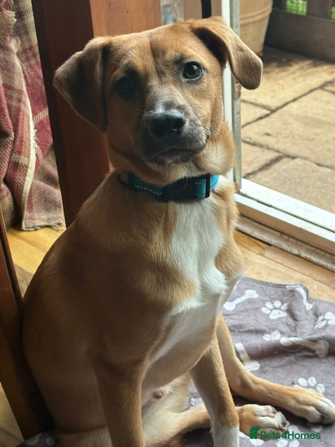 Mixed Breed dogs for adoption: Georgie Porgie 💙 in Dorchester - Advert 9