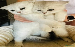 British Shorthair cats for sale: Silver Tipped British Shorthair (GCCF) in Stoke-on-Trent - Image 22