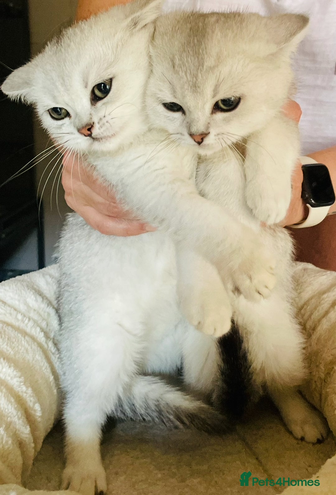 British Shorthair cats for sale: Silver Tipped British Shorthair (GCCF) in Stoke-on-Trent - Image 22