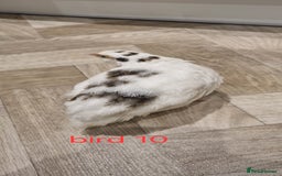 Quail poultry for sale: Coturnix quail three week old (not sexed)  - Image 20