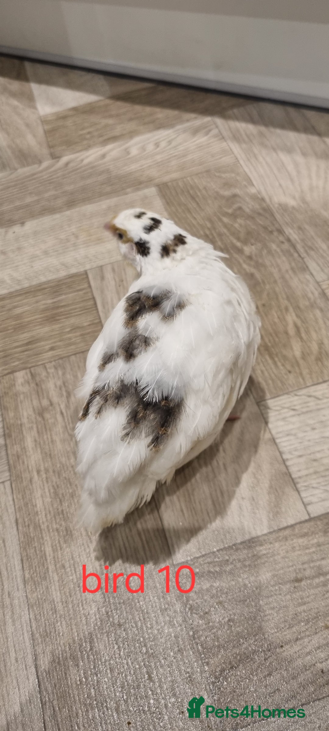 Quail poultry for sale: Coturnix quail three week old (not sexed)  - Image 20