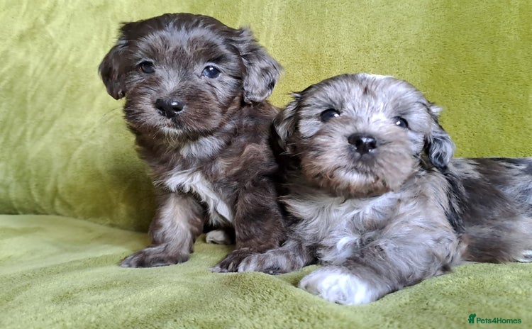 Lhasapoo dogs - Advert 10