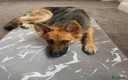 German Shepherd dogs for sale: Medium/long haired German shepherd puppies  - Image 32