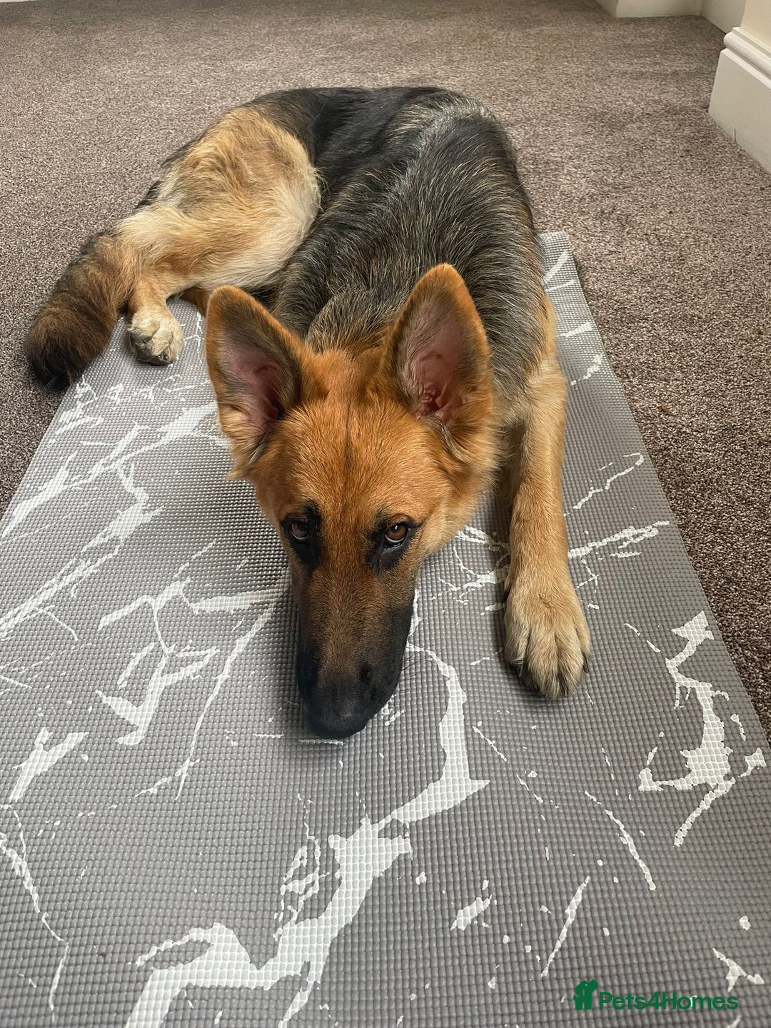 German Shepherd dogs for sale: Medium/long haired German shepherd puppies  - Image 32