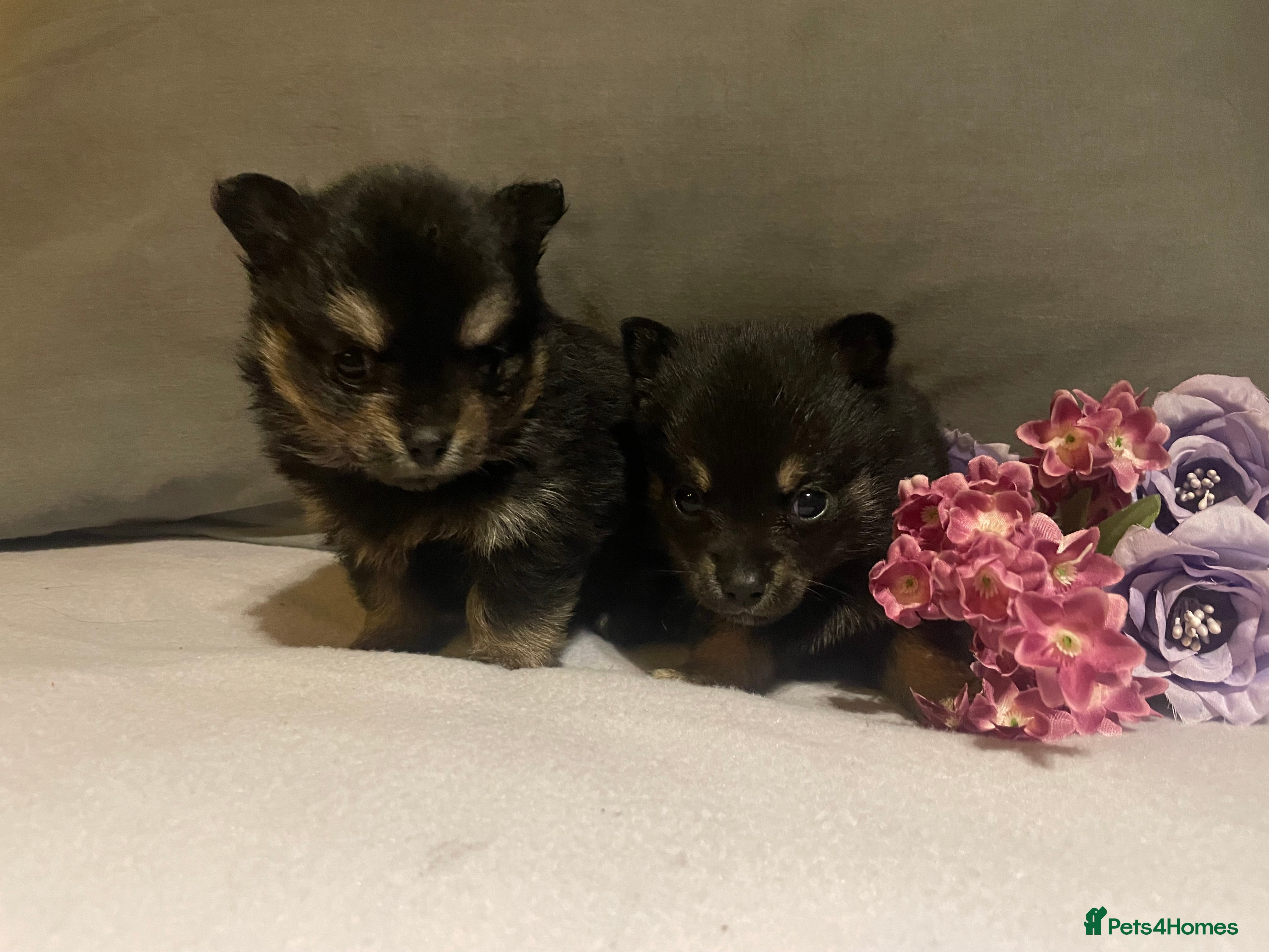 Pomchi dogs Miniature Pomchi puppies for sale - Advert 1