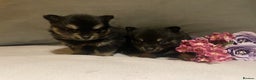 Pomchi dogs for sale: Miniature Pomchi puppies for sale - Advert 1