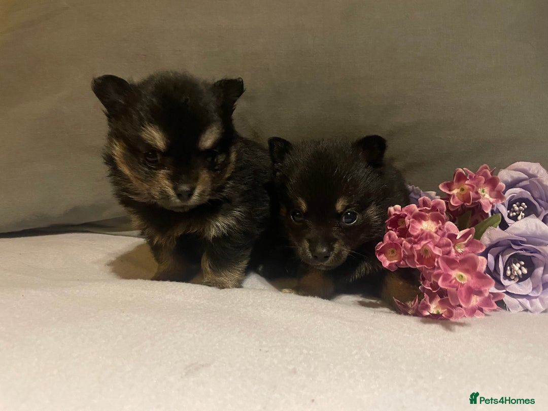 Pomchi dogs for sale: Miniature Pomchi puppies for sale - Advert 1