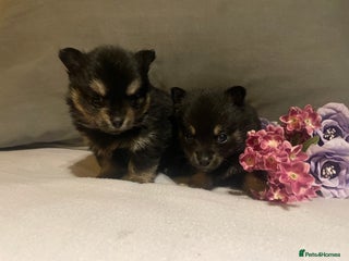 Pomchi dogs Miniature Pomchi puppies for sale - Advert 1