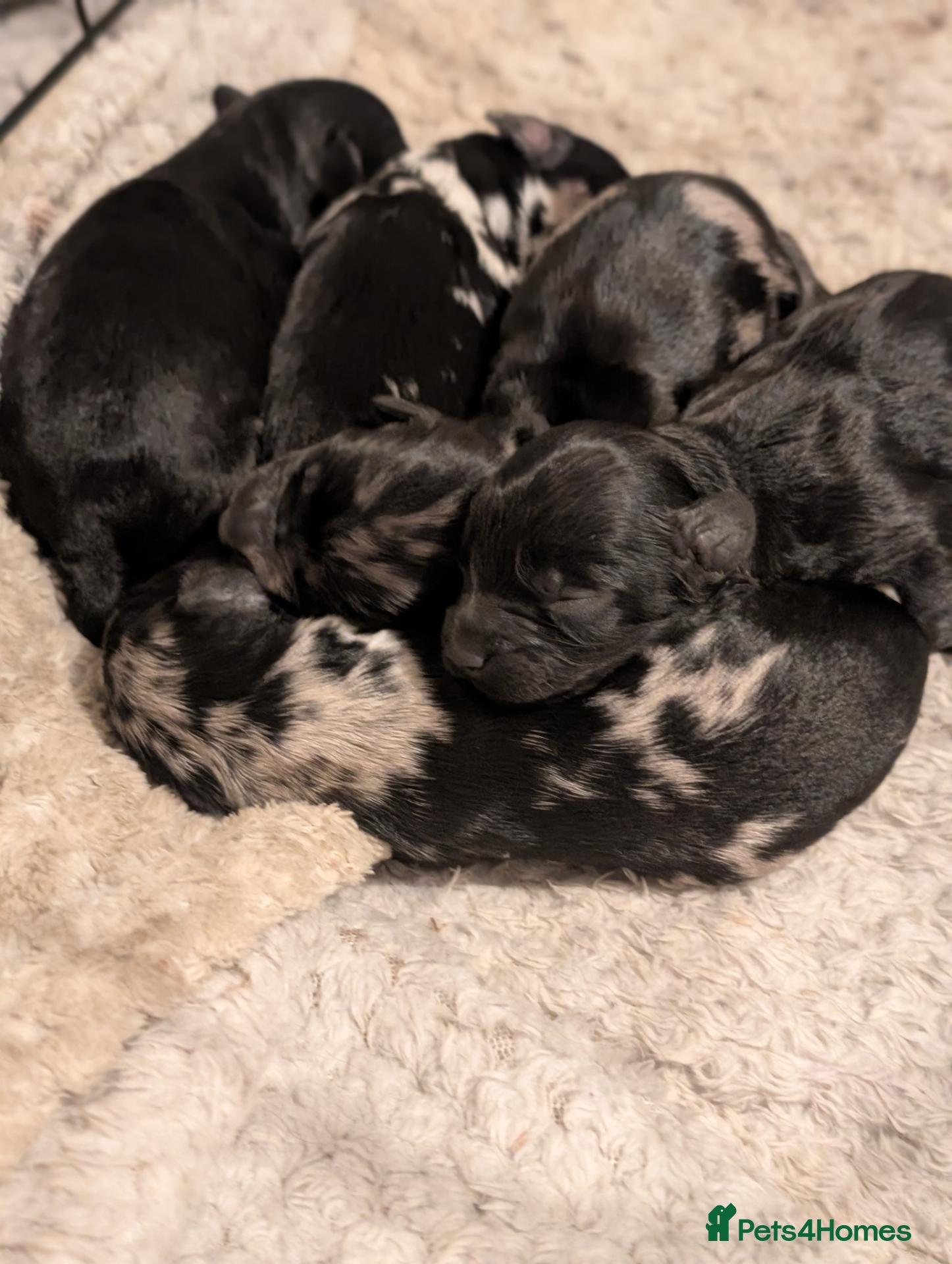 Mixed Breed dogs 🐾💕 GORGEOUS CAVAPOO × COCKAPOO PUPPIES  💕🐾 - Advert 1