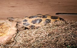 Hermann Tortoise reptiles for sale: Hurmman Tortoise  - Image 5